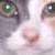 Cats icon graphics