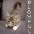 Cats icon graphics