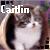 Cats icon graphics