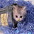 Cats icon graphics