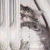 Cats icon graphics