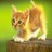 Cats icon graphics