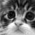 Cats icon graphics