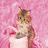 Cats icon graphics