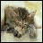 Cats icon graphics