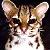 Cats icon graphics