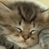 Cats icon graphics