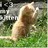 Cats icon graphics