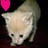 Cats icon graphics