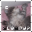 Cats icon graphics