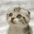 Cats icon graphics