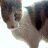 Cats icon graphics