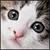 Cats icon graphics