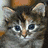 Cats icon graphics