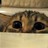 Cats icon graphics