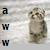 Cats icon graphics