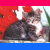 Cats icon graphics