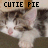 Cats icon graphics