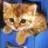 Cats icon graphics