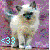 Cats icon graphics
