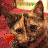 Cats icon graphics