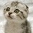 Cats icon graphics