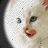 Cats icon graphics