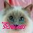 Cats icon graphics