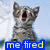 Cats icon graphics