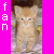 Cats icon graphics