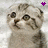 Cats icon graphics