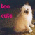 Cats icon graphics