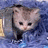 Cats icon graphics