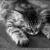 Cats icon graphics
