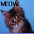 Cats icon graphics