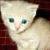 Cats icon graphics