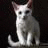 Cats icon graphics