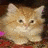Cats icon graphics