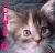 Cats icon graphics