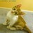 Cats icon graphics