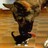 Cats icon graphics