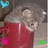 Cats icon graphics