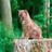 Cats icon graphics