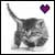 Cats icon graphics
