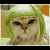 Cats icon graphics