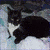 Cats icon graphics