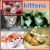 Cats icon graphics