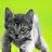 Cats icon graphics