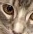 Cats icon graphics