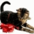 Cats icon graphics